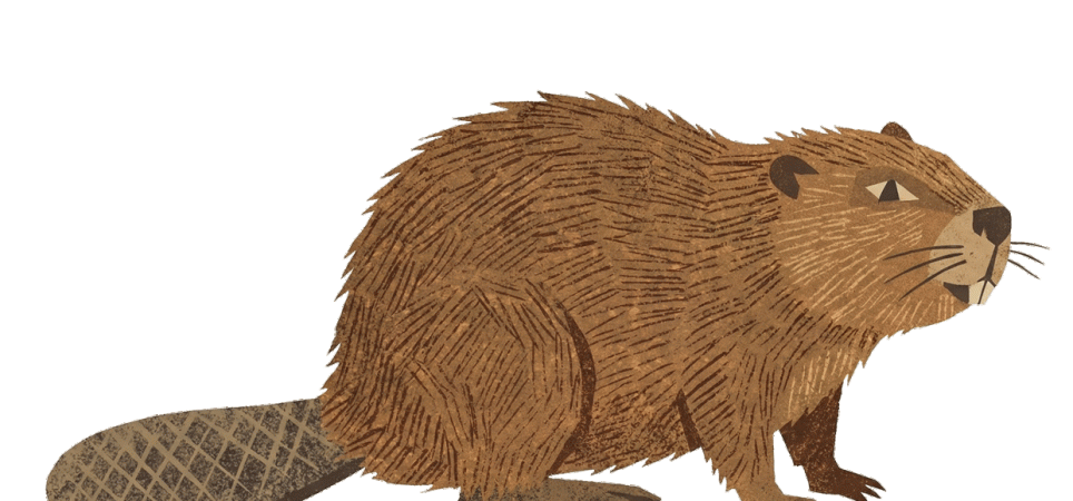Beaver