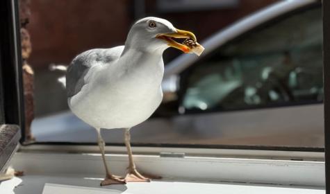 seagull