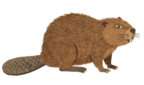 Beaver